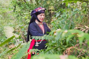 dân tộc Dao Quần Chẹt Ba Vì